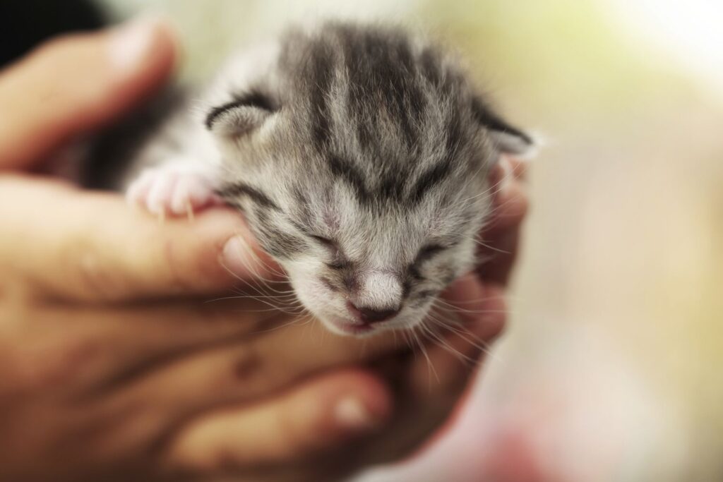 Fading Kitten Syndrome: Signs, Causes, Treatment & How to Help 4 fading kitten syndrome