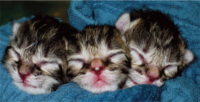 fading kitten syndrome