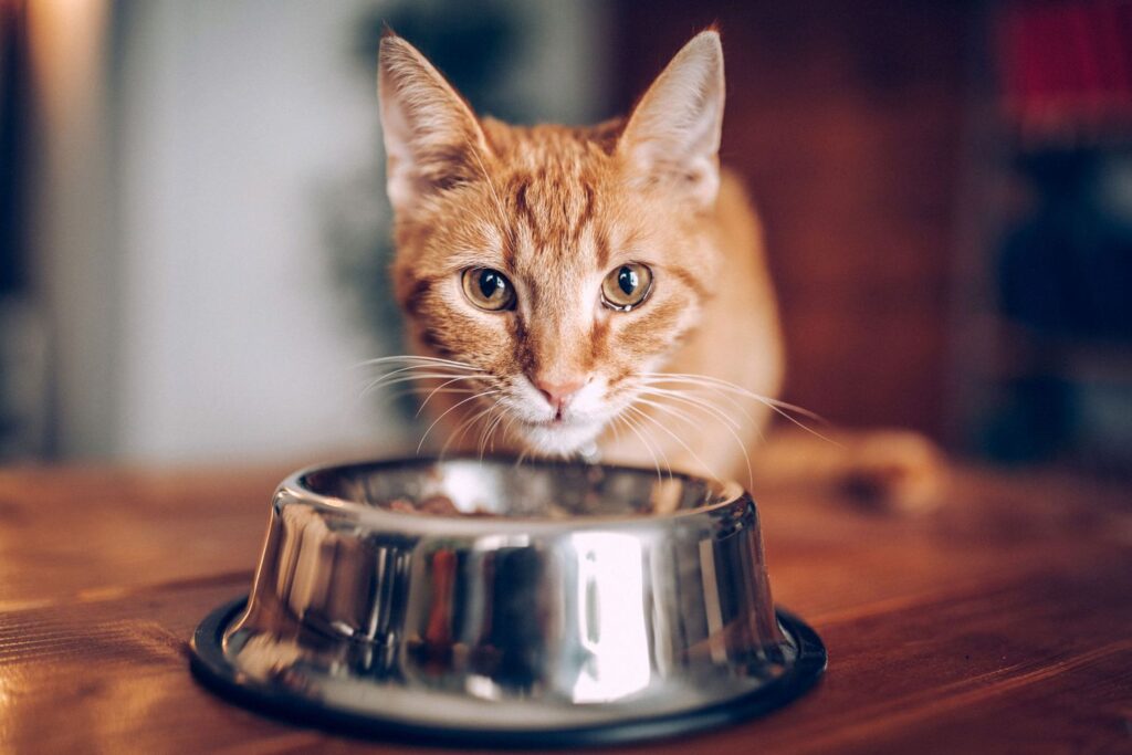how long can a cat go without eating