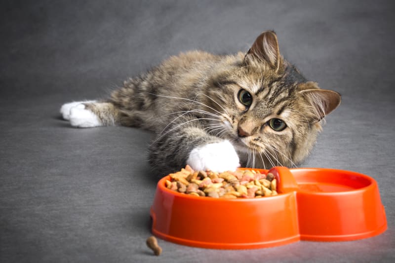 Why Is My Cat Not Eating? Causes, Warning Signs & What to Do 3 why is my cat not eating