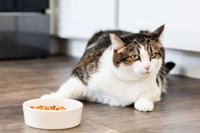 why is my cat not eating
